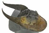 Enrolled Scotoharpes Trilobite - Orange Headshield #328638-1